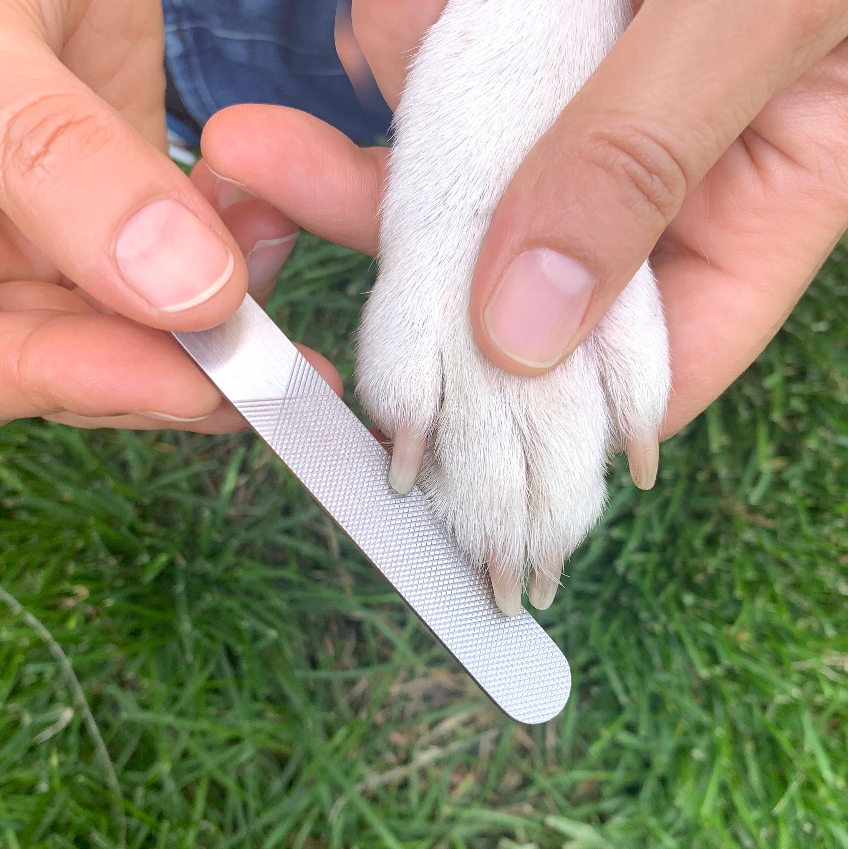 Produktbild Kikkerland Hundehygiene Spa Kit 7 von 7